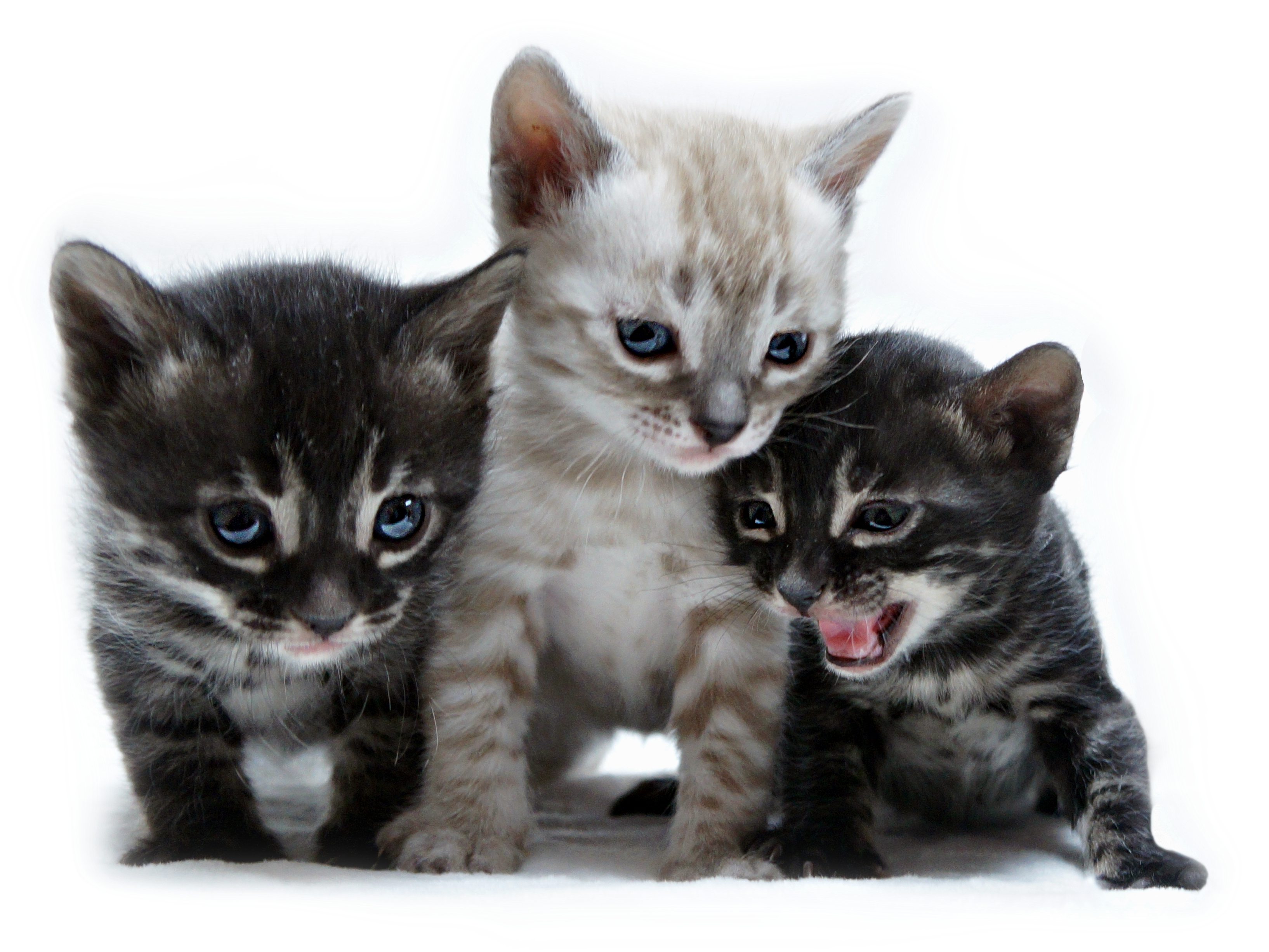 3 chatons bengal eleanorcats charcoal silver snow