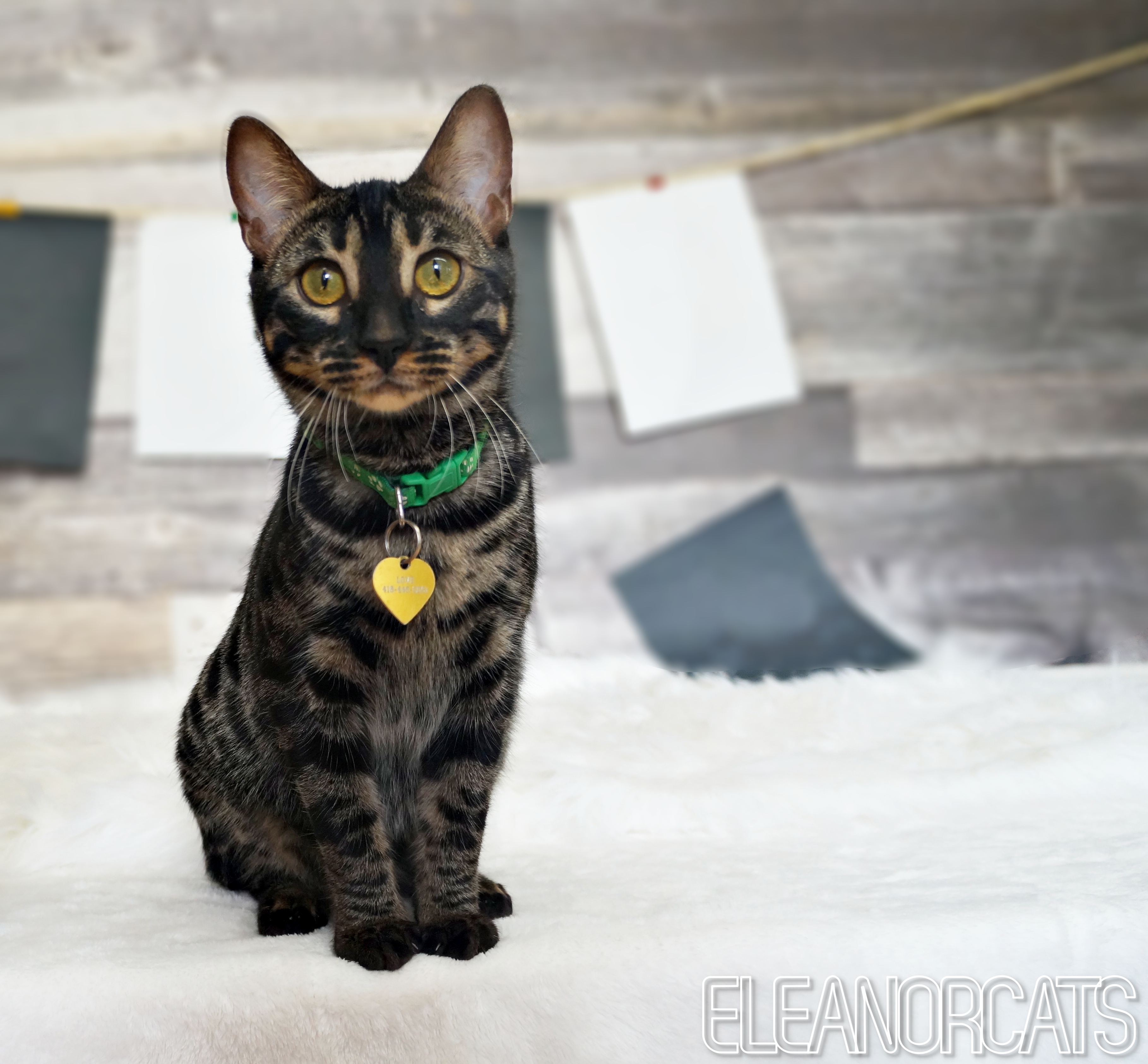 eleanorcats BOUBOU chat bengal silver charcoal