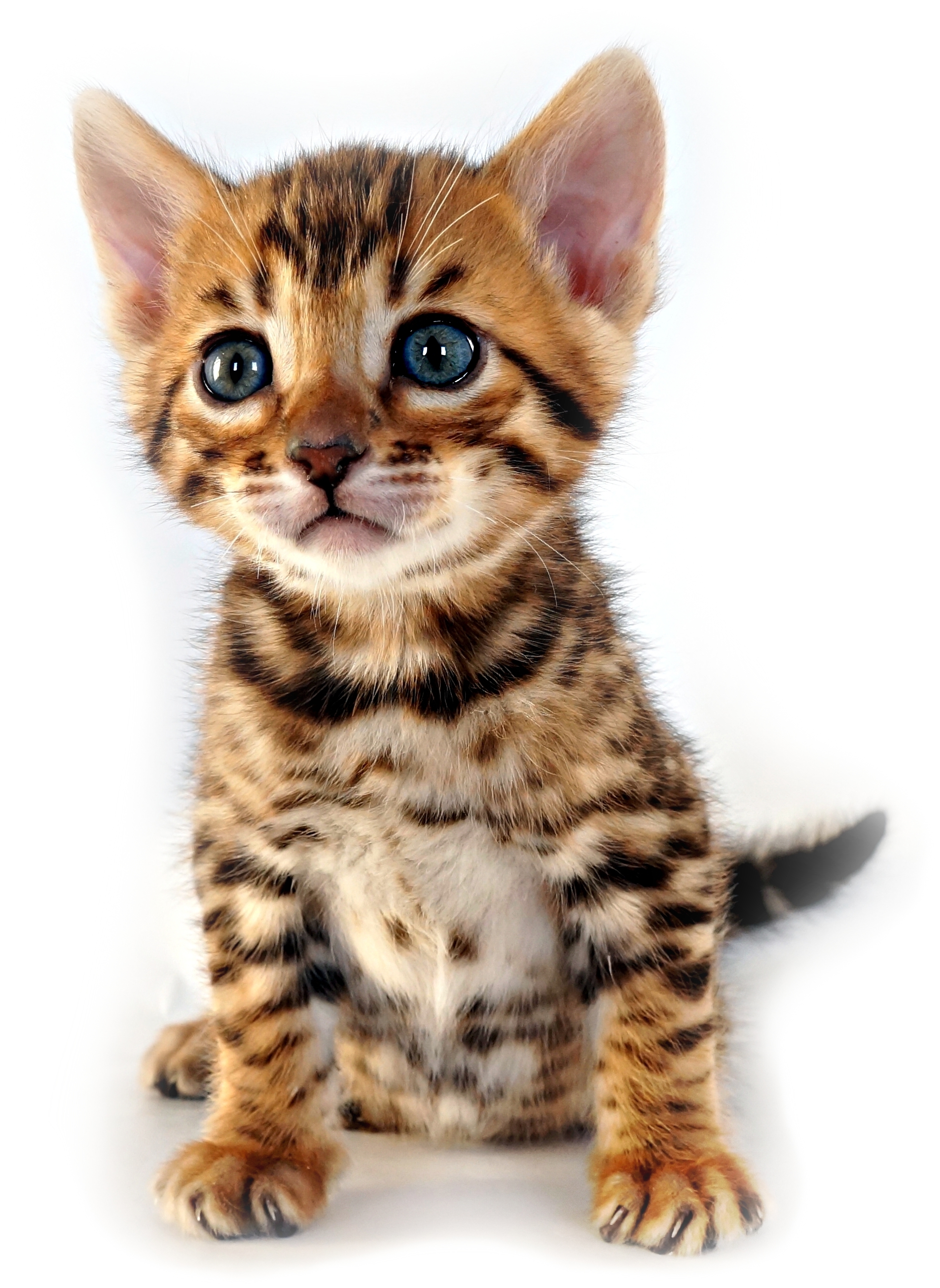 Chaton bengal eleanorcats