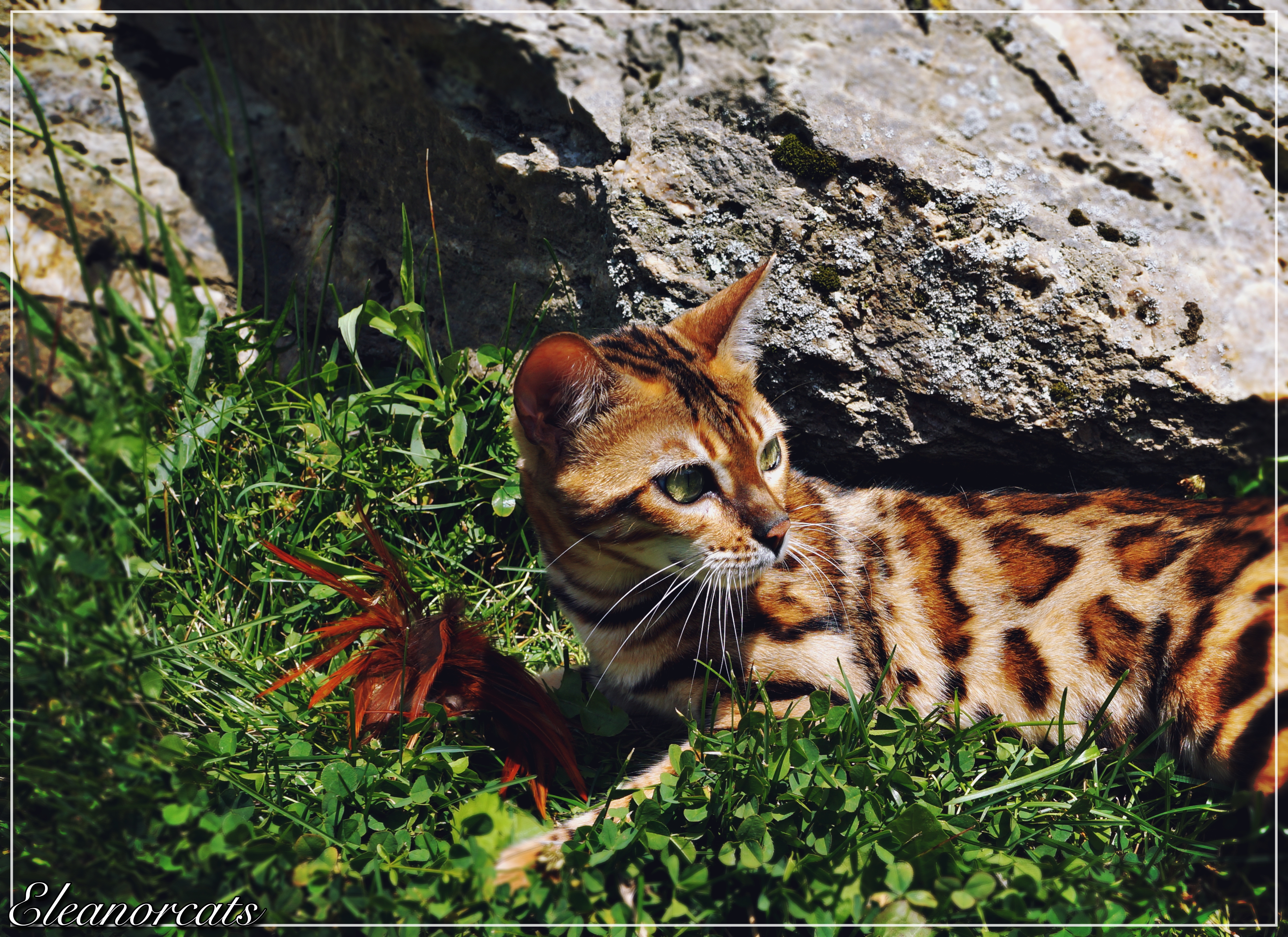 mimzie bengal eleanorcats