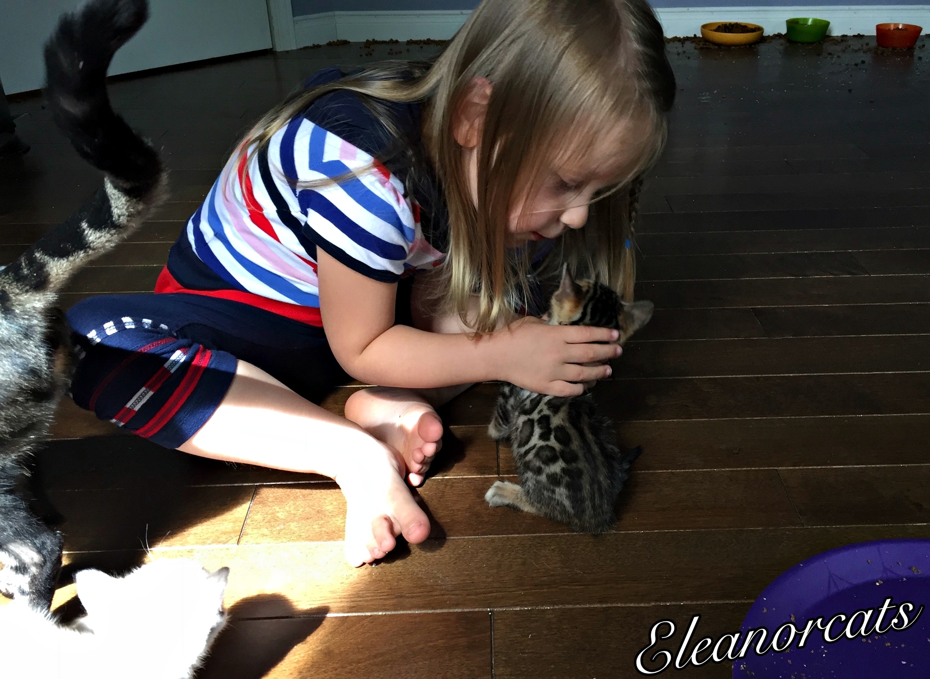 Amelyann chaton socialisation bengal eleanorcats