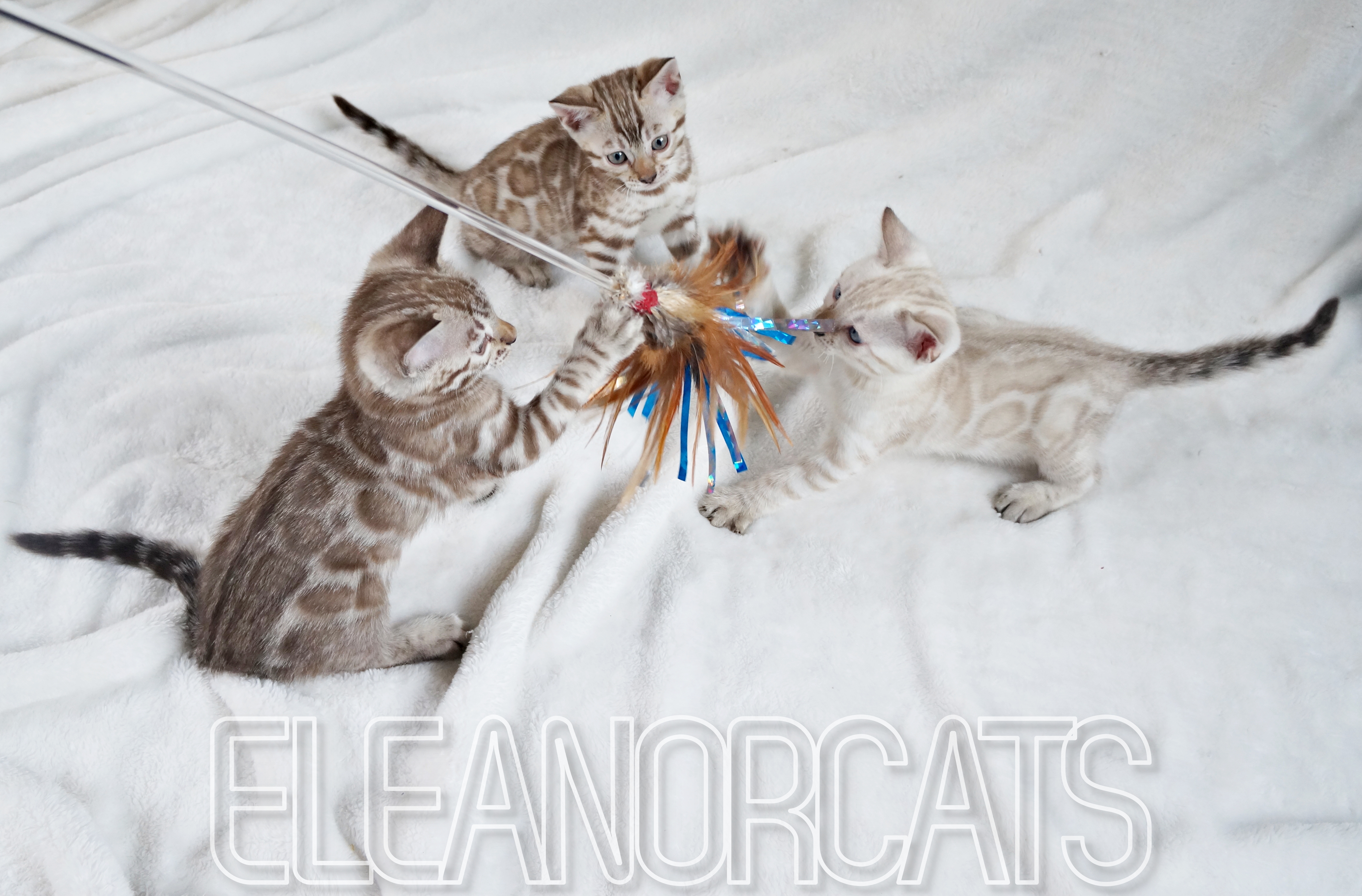 Trio de chatons, bb Diamond bengal eleanorcats