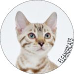 ELEANORCATS BENGAL SNOW MINK