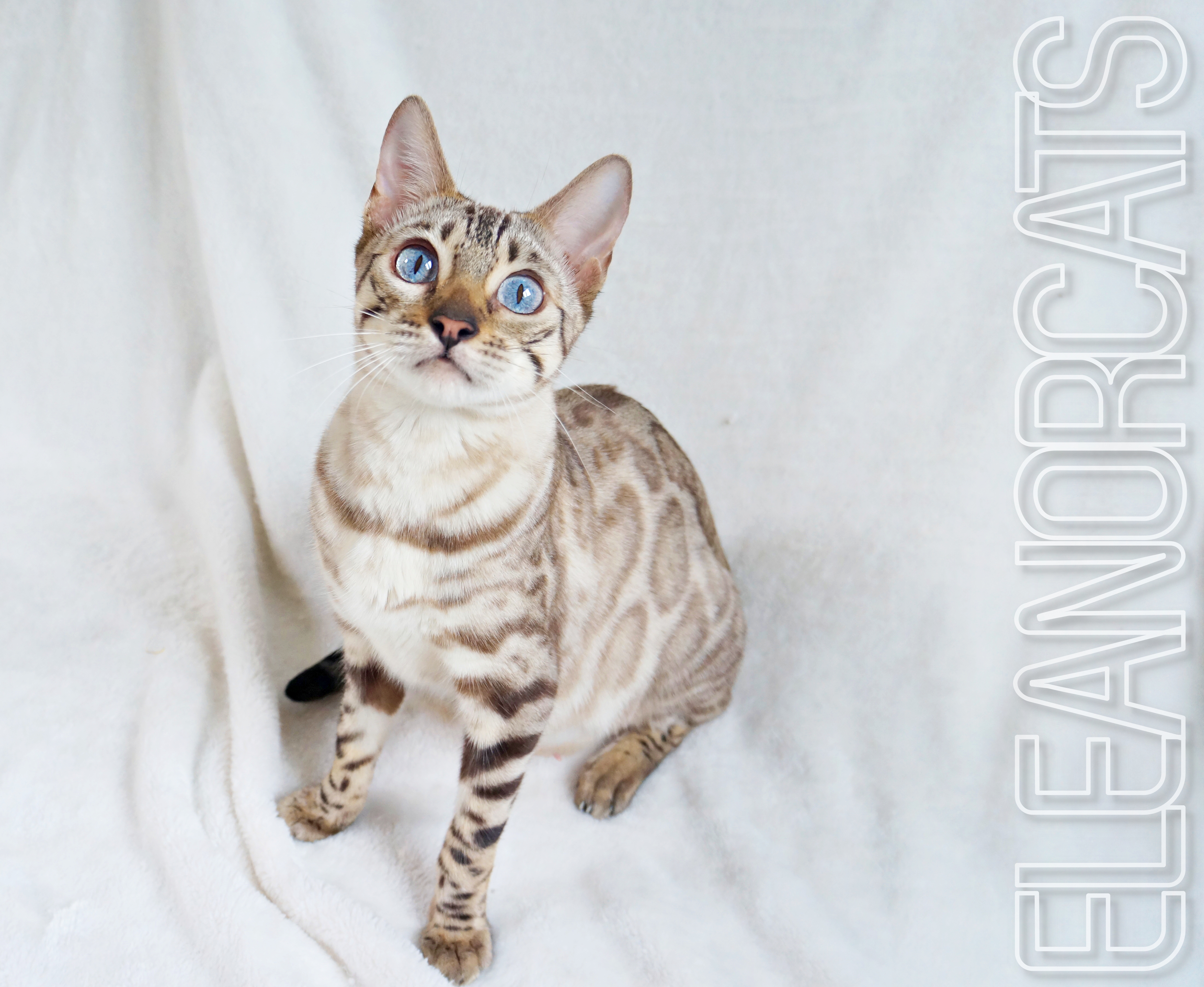 ELEANORCATS Diamond bengal snow lynx blue eyes