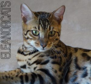 Majestic ELEANORCATS CHAT BENGAL BROWN