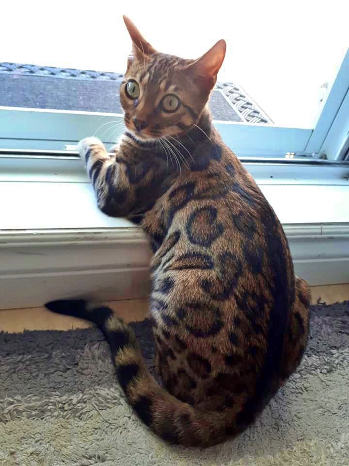 Bengal Brown ELEANORCATS