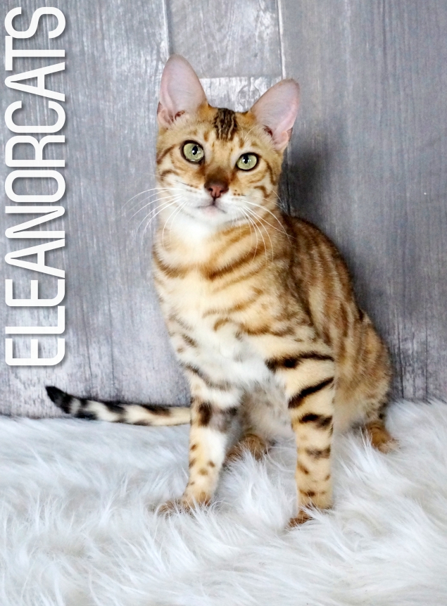 You My Soul ELEANORCATS bengal brown