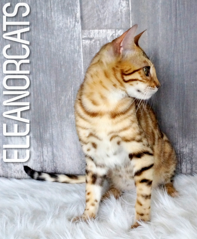 You My Soul ELEANORCATS bengal brown