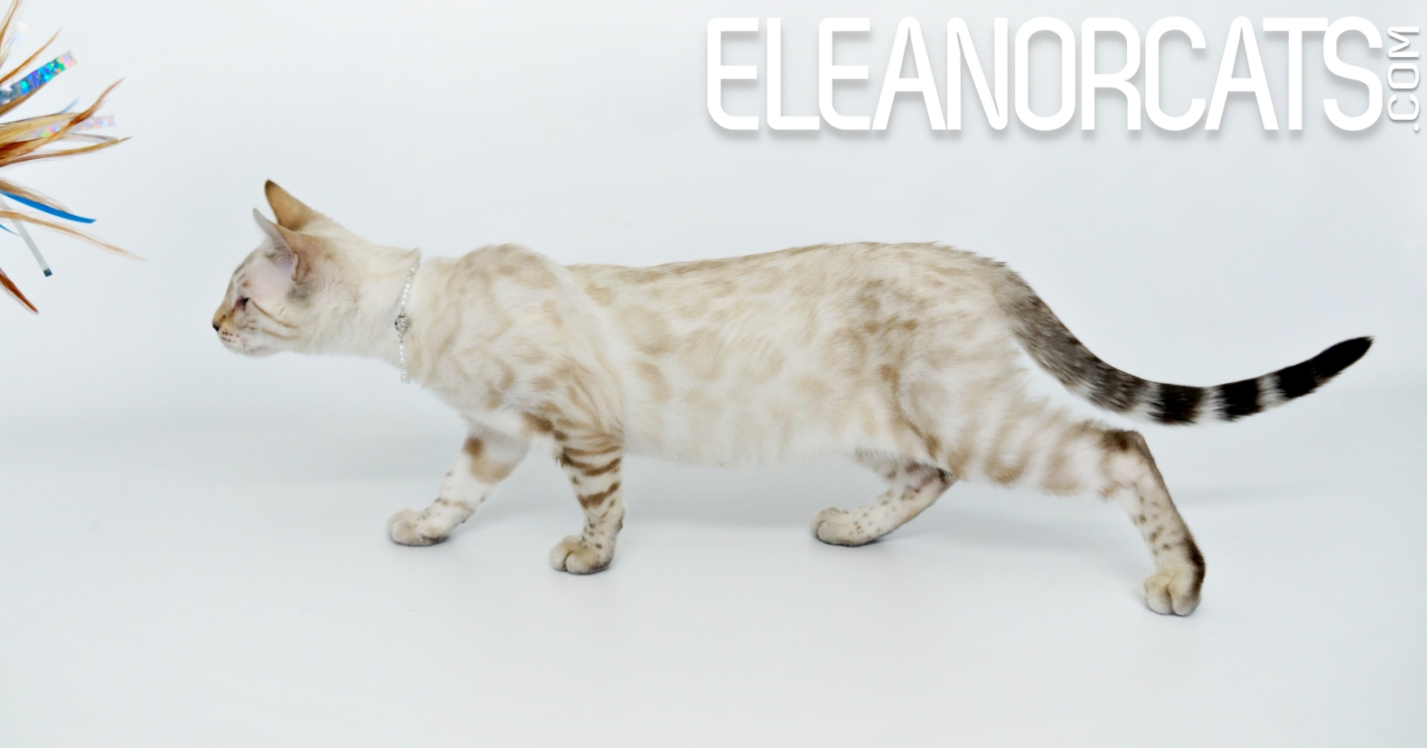 Crystal ELEANORCATS Bengal seal lynx spotted