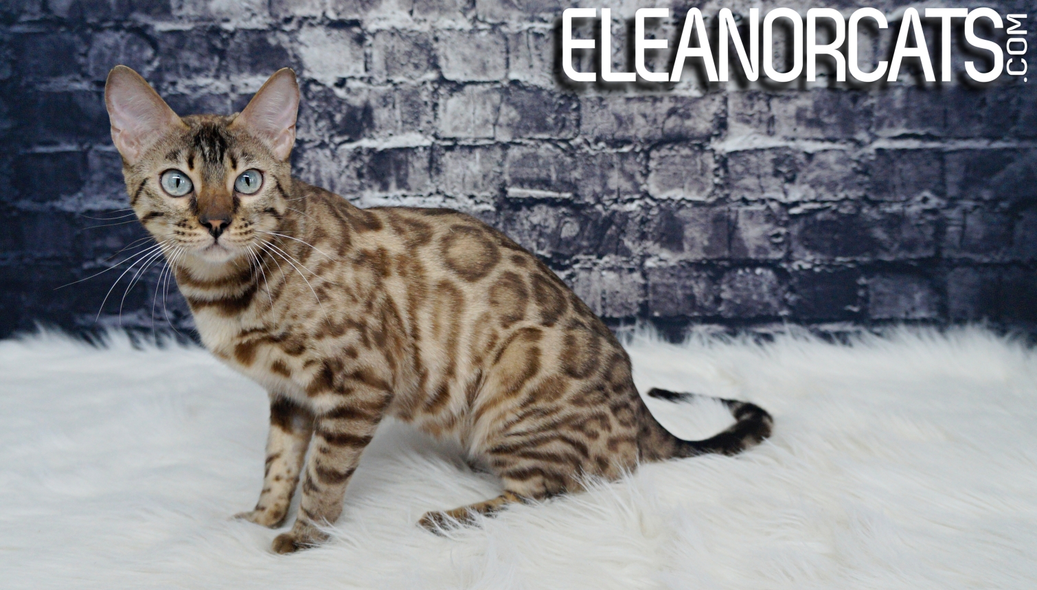 ELEANORCATS Osoyoos bengal seal mink spotted tabby