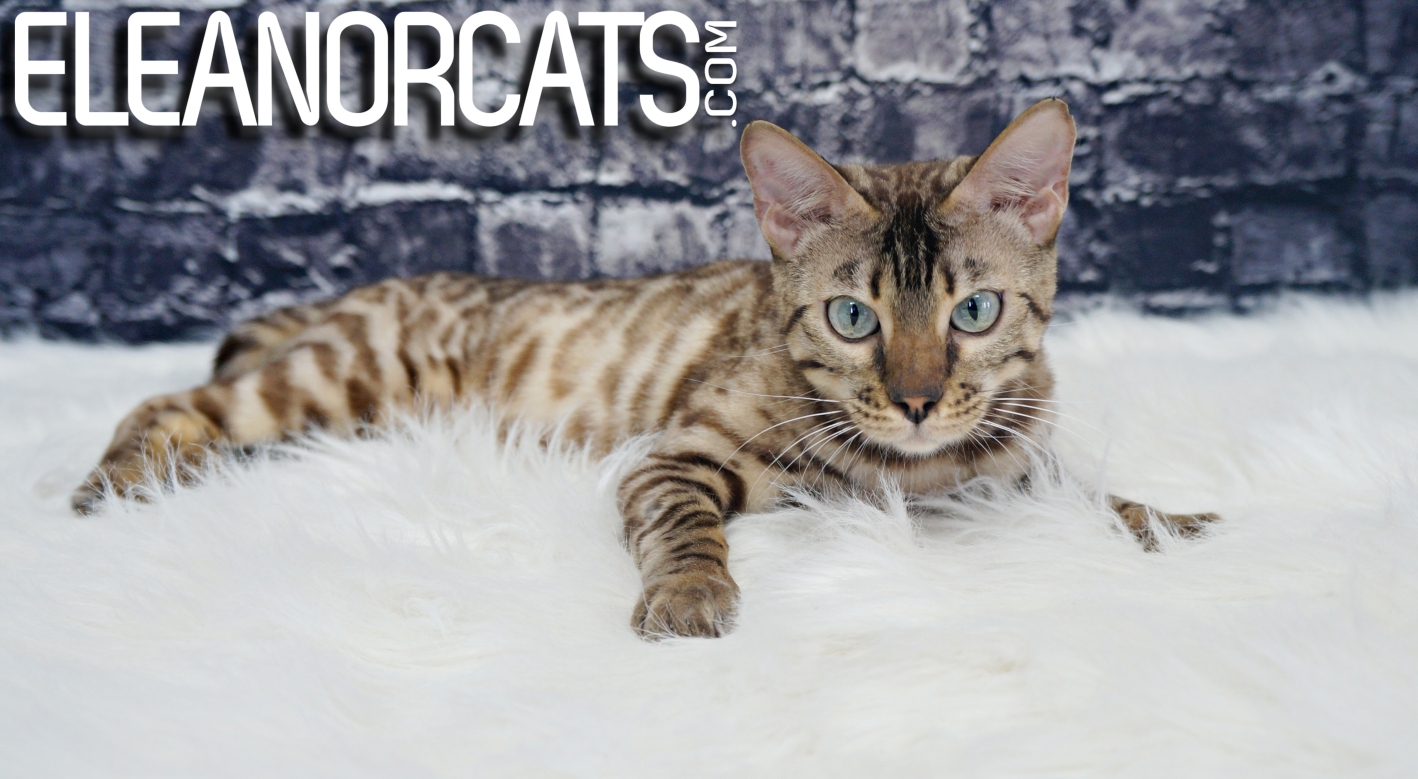 ELEANORCATS Osoyoos bengal seal mink spotted tabby