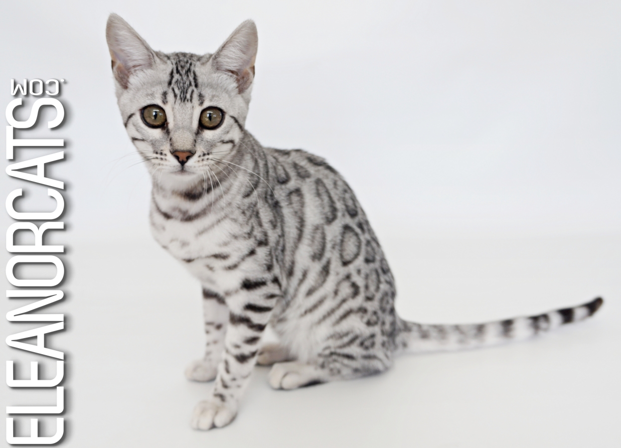 Bengal silver