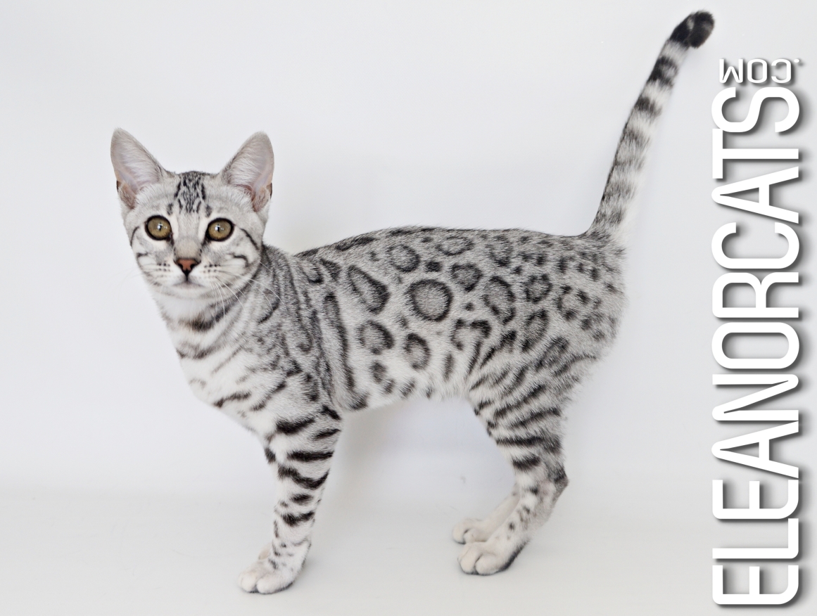 Bengal silver