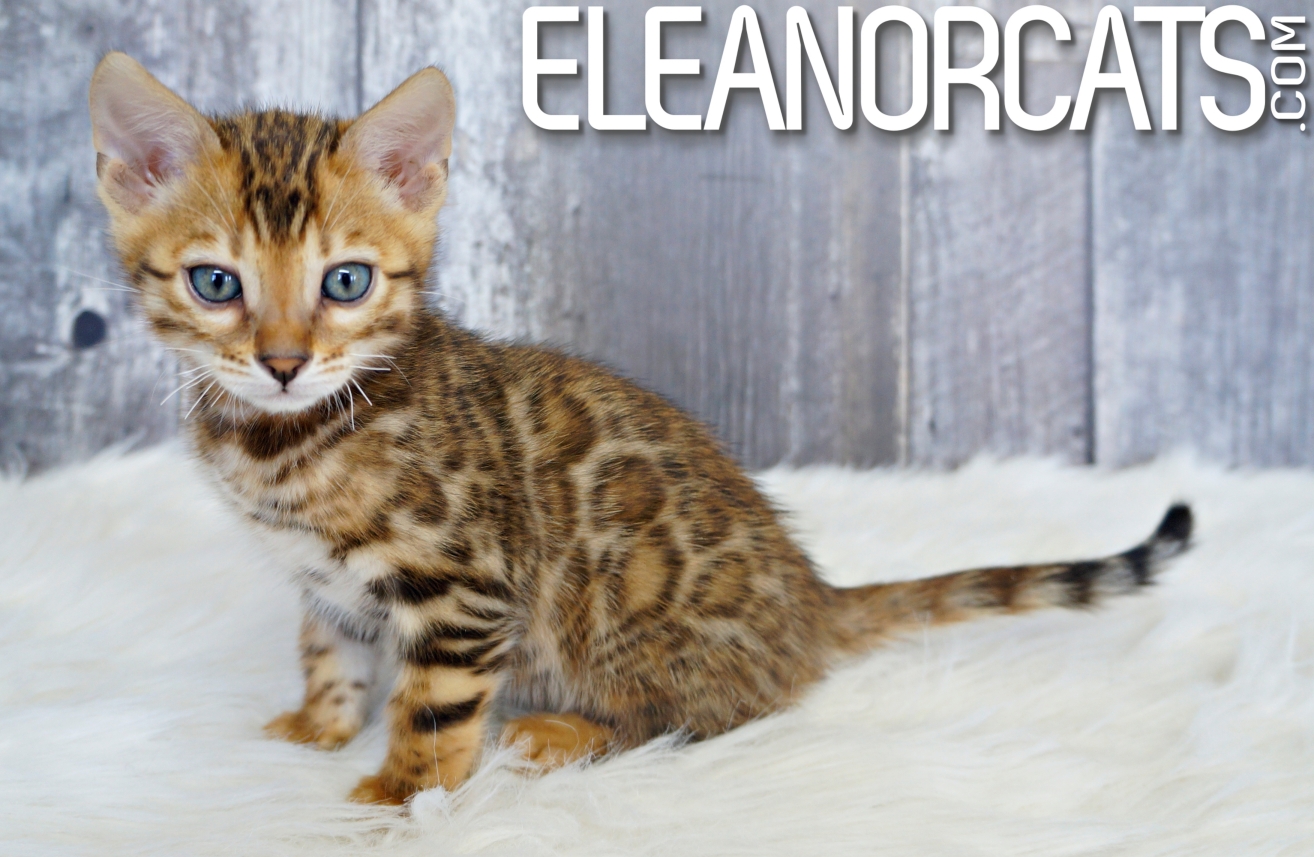 Eleanorcats Chats Bengal De Qualite Bien Eleves