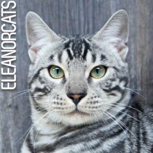 Eleanorcats Chats Bengal De Qualite Bien Eleves