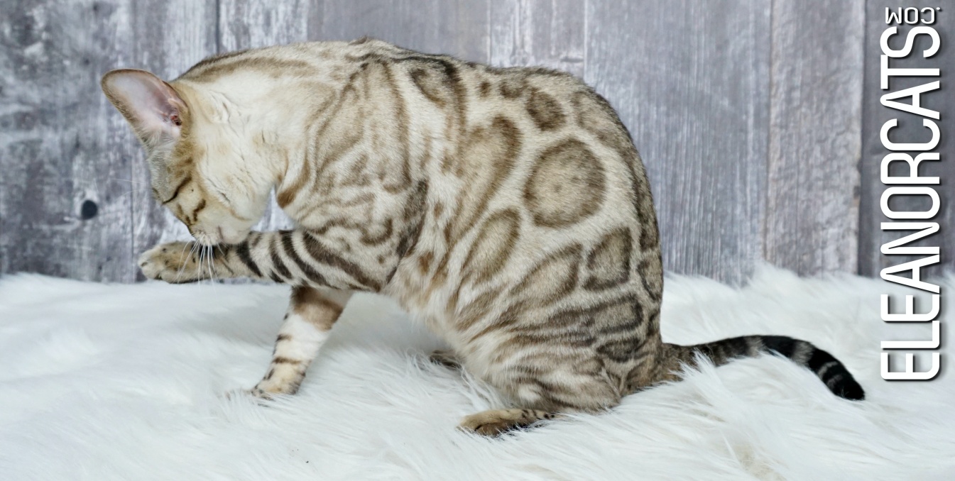 Bengal seal lynx spotted tabby eleanorcats
