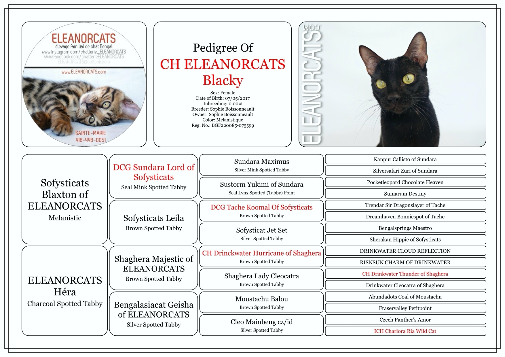 Blacky - Pedigree bengal cat melanistic