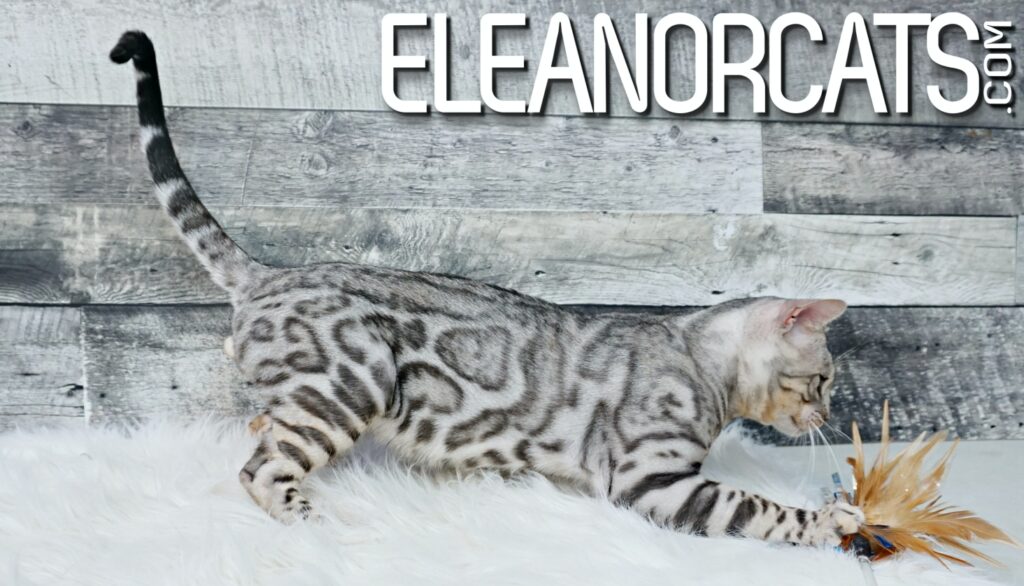 Bengal silver spotted tabby ELEANORCATS