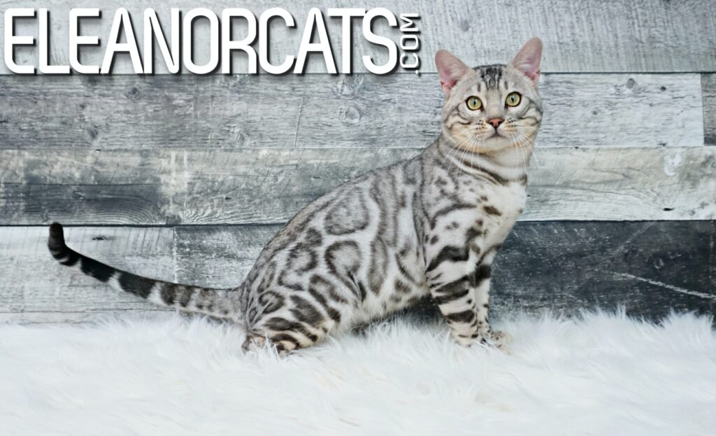 Bengal silver spotted tabby ELEANORCATS