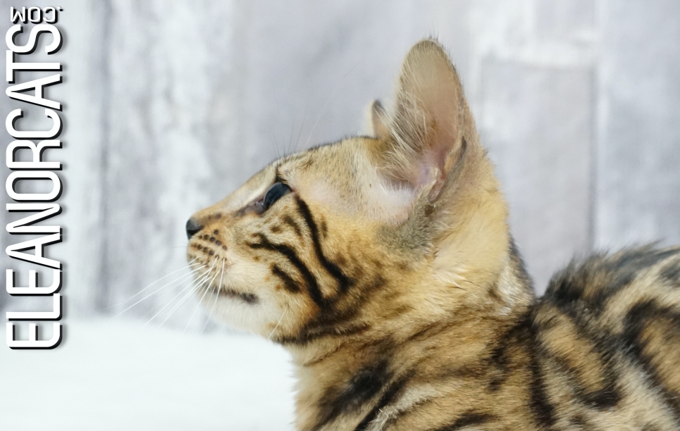 Bengal cat borwn spotted tabby ELEANORCATS