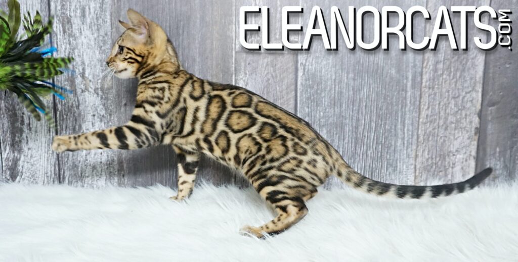 Bengal cat borwn spotted tabby ELEANORCATS