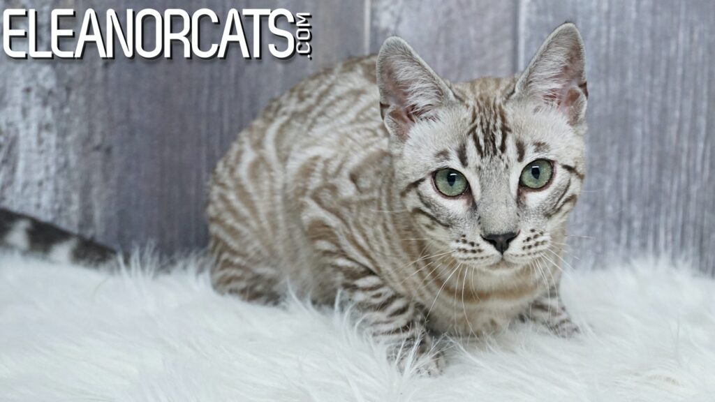 Bengal cat silver mink spotted tabby ELEANORCATS