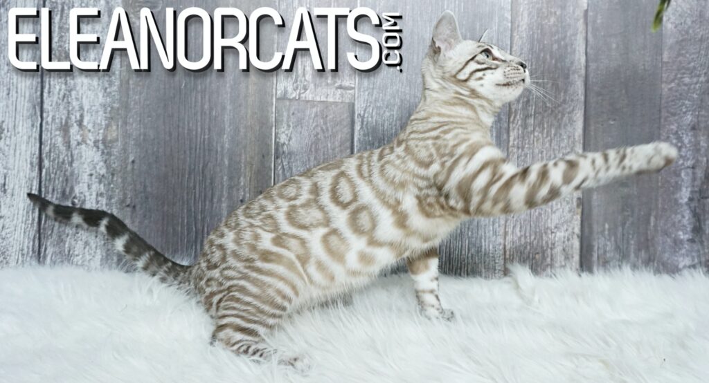 Bengal cat silver mink spotted tabby ELEANORCATS