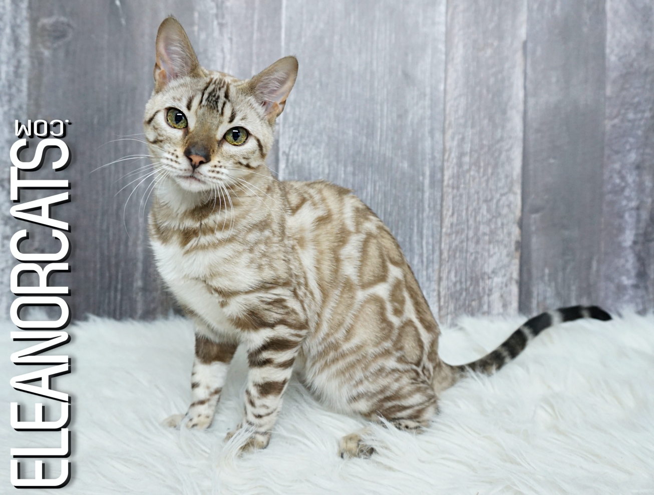 Chatons Disponibles Eleanorcats Chatons Disponibles Eleanorcats