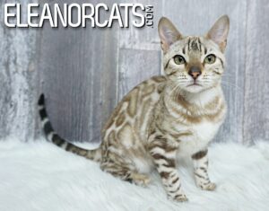 Chatons Disponibles Eleanorcats Chatons Disponibles Eleanorcats