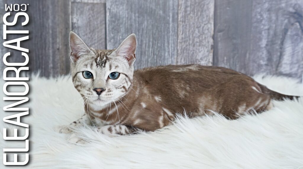 Bengal Sepia marbled tabby