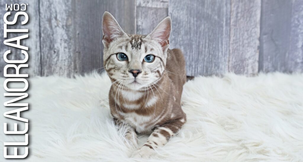 Bengal Sepia marbled tabby