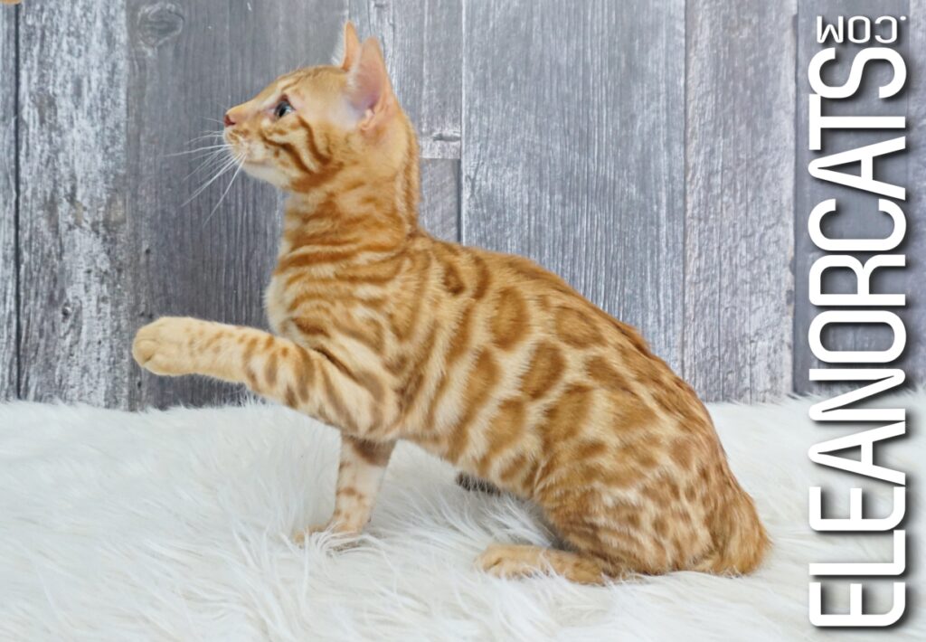 Bengal Cinnamon Spotted