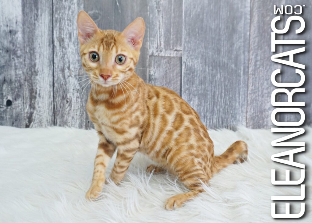 Bengal Cinnamon Spotted