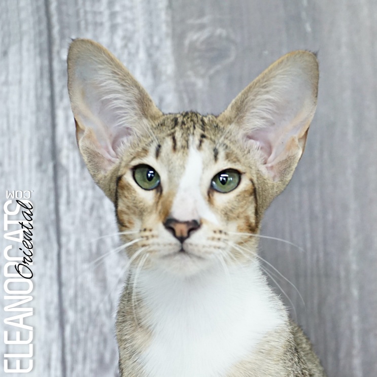 Finley - ELEANORCATS Oriental Shorthair Chestnut spotted tabby and white