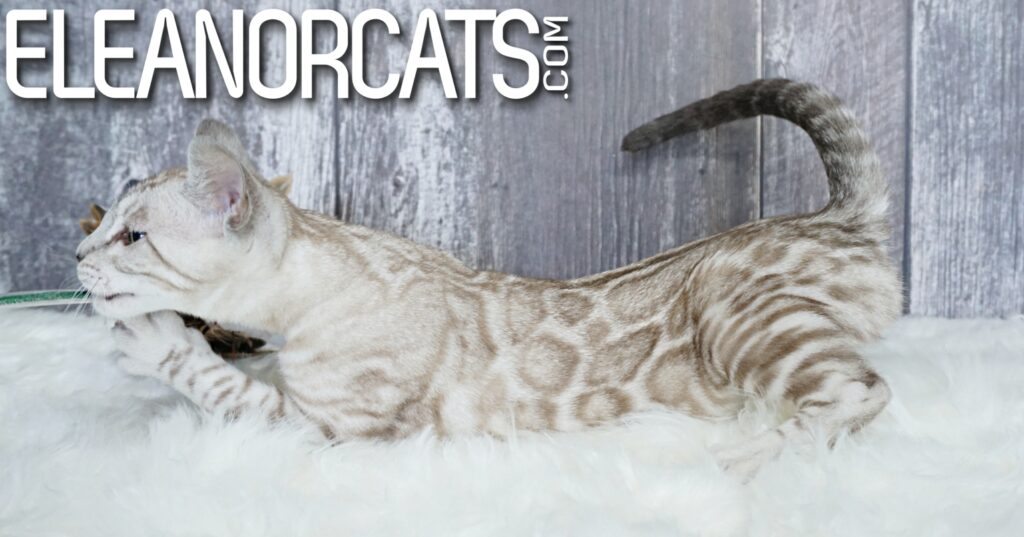 Bengal silver mink spotted tabby ELEANORCATS