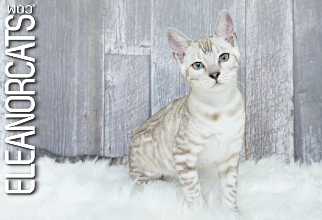 Bengal silver mink spotted tabby ELEANORCATS
