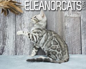 Bengal Silver Spotted ELEANORCATS DSC07772