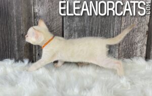 ELEANORCATS bengalIMG_1081