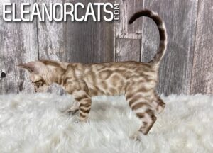 ELEANORCATS bengal IMG_3925