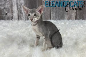 ELEANORCATS Oriental bleuIMG_6643