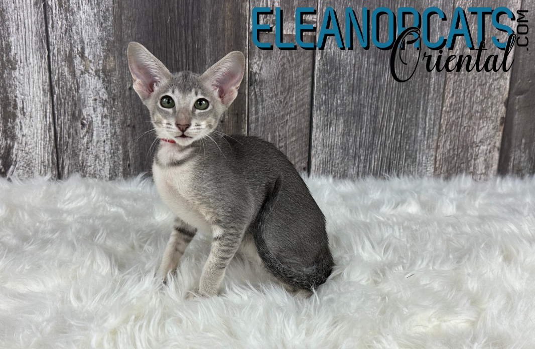 ELEANORCATS Oriental bleuIMG_6651 ELEANORCATS Oriental bleuIMG_6651