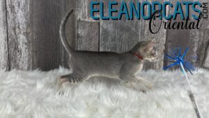 ELEANORCATS Oriental bleuIMG_6655