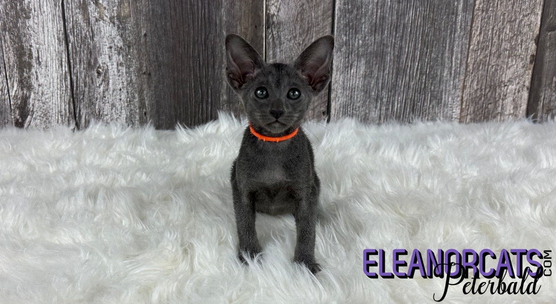 ELEANORCATS Peterbald bleu IMG_6574 ELEANORCATS Peterbald bleu IMG_6574