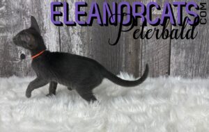 ELEANORCATS Peterbald bleu IMG_6579