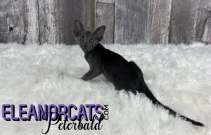 ELEANORCATS Peterbald bleu IMG_6768