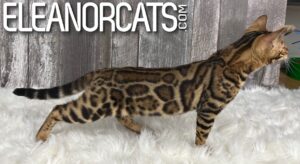 ELEANORCATS bengal IMG_6616