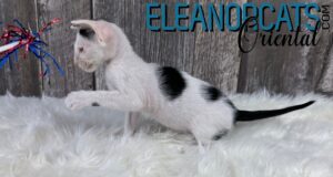 ELEANORCATS Oriental Black & White IMG_9757