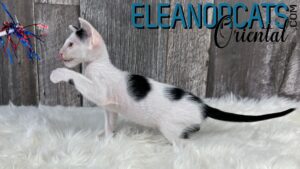 ELEANORCATS Oriental Black & White IMG_9759