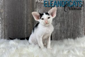 ELEANORCATS Oriental Black & White IMG_9770