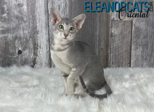 ELEANORCATS Oriental Bleu ticked IMG_8762